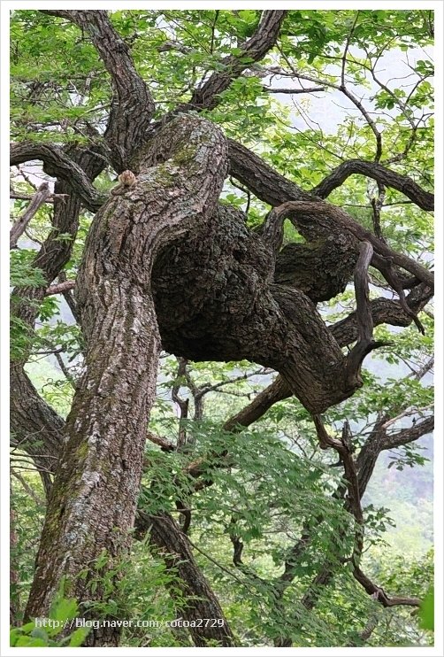 설악산 대청봉 등산로 전경